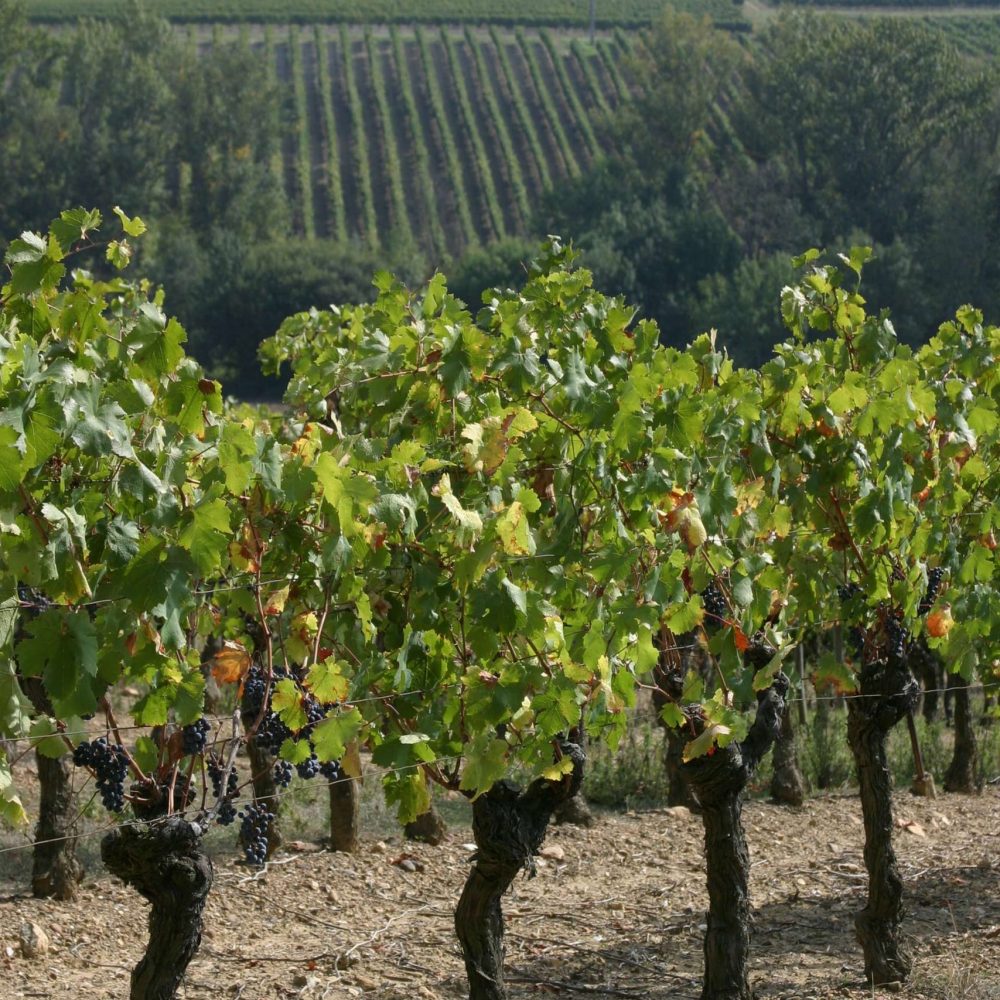 blanquette de limoux, Rennes les Bains, chambres d'hôtes